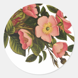 Oude Rozen Mooie Roze Botanisch Ronde Sticker