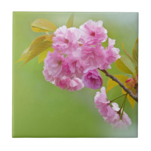 Oude Rozen Tile Tegeltje