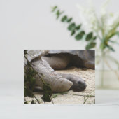 Oude schildpad briefkaart (Staand voorkant)