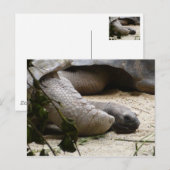 Oude schildpad briefkaart (Voorkant / Achterkant)
