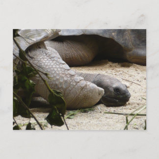 Oude schildpad briefkaart