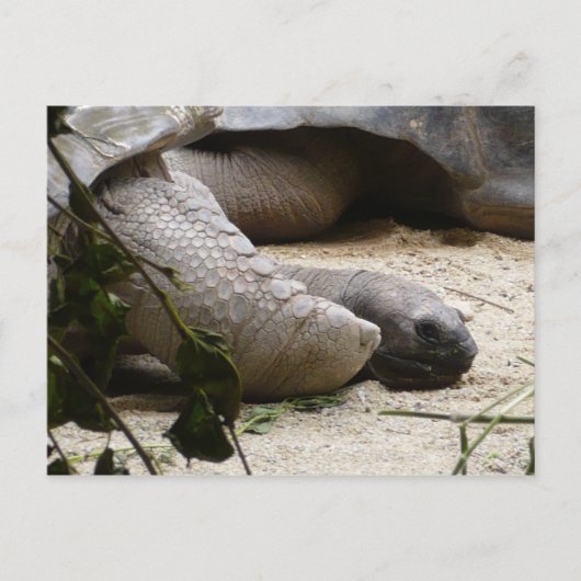 Oude schildpad briefkaart (Voorkant)