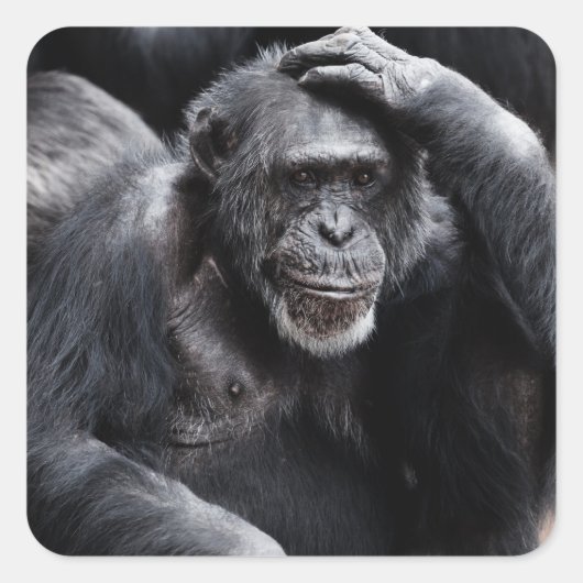 Oude stickers van Chimpansee (Voorkant)