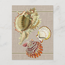 Oude strand schelpen ansichtkaart briefkaart