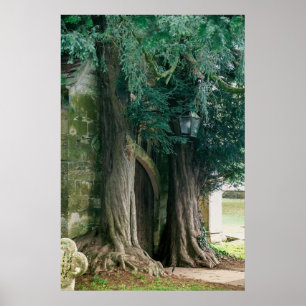 Oude taxusbomen poster