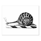 Oude tekening van slak rubberstempel (Afrduk)