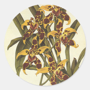 Oude Tropische Odontoglossum Orchideeën Bloemen Ronde Sticker