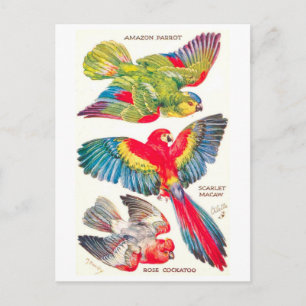 Oude Tropische Vogels Briefkaart