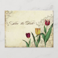 Oude Tulp Engelenvleugels Draai Thee Gevlekt Rood