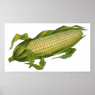 Oude voeding, Gezonde Groenten, Kolf Mais Poster