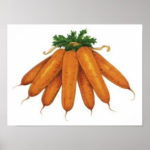 Oude Voedsel, Bosje Biologische Wortels Groenten Poster
