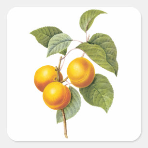 Oude Voedsel Fruit, Abrikoos Perzik door Redoute Vierkante Sticker