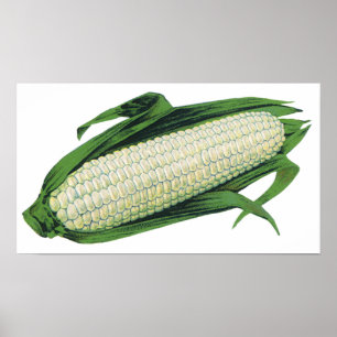 Oude Voedsel Groenten Witte Maïs aan de Kolf Poster