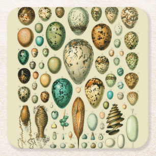 Oude vogeleieren Franse viskuil kunst Vierkante Kartonnen Onderzetter