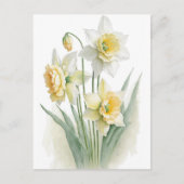 Oude waterverf witte en gele narcissen briefkaart (Voorkant)