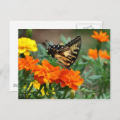 Oude Wereld Swallowtail Butterfly Papilio Machaon Briefkaart (Voorkant / Achterkant)