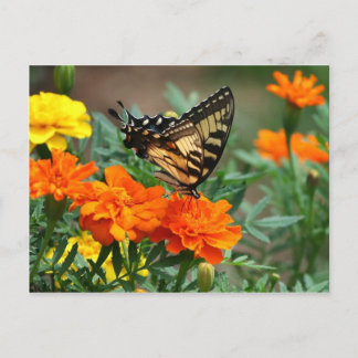 Oude Wereld Swallowtail Butterfly Papilio Machaon Briefkaart