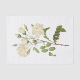 Oude Witte Rozen #2 Bloemen Bloemig Tissuepapier