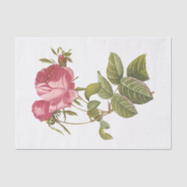Oude witte rozen #3 Bloemen Bloemstuk Tissuepapier
