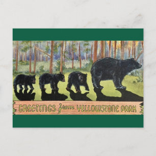 Oude Yellowstone Park Beren Ansichtkaart Briefkaart