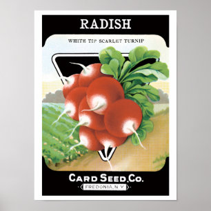 Oude zaadpakketlabelkunst, scharlaken radijs poster