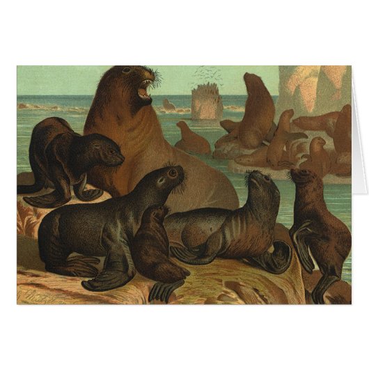 Oude zeeleeuwen op het strand, dierlijk zeeleven (Voorkant Horizontaal)