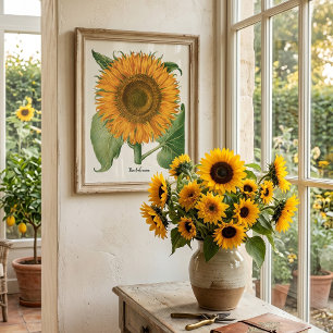 Oude zonnebloem Bloem van Basilius Besler Poster