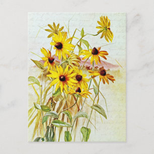 Oude Zwarte-Oog-Susan-Wildebloemen Briefkaart