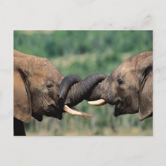 Ouders in de liefde briefkaart (Voorkant)