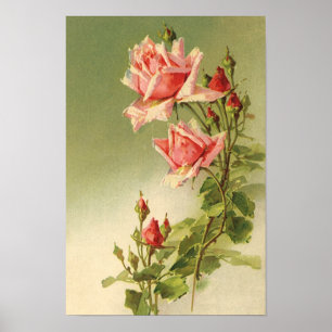 Ouderwetse Valentijnsdag Roze Victoriaanse Tuinroo Poster