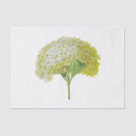 Ouderwetse Witte Gele Hortensia Bloem Bloemstuk Tissuepapier