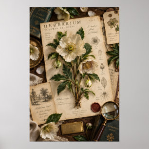 Ouderwetse witte kerstrozen Herbarium Studie Muurk Poster