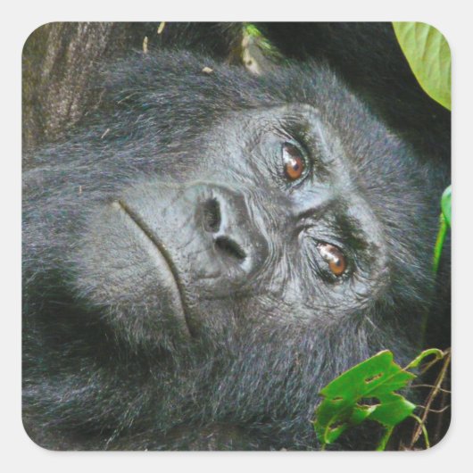 Ouganda Gorilla Safari sur les Stickers Display (Devant)