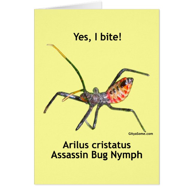 Oui je mords l'insecte d'assassin (Devant)