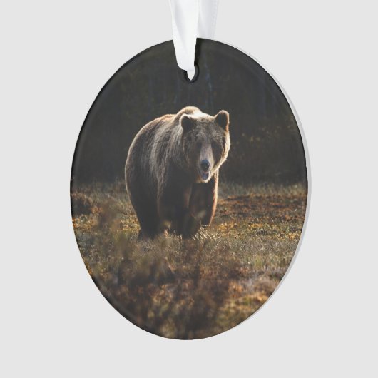 Ours (devant)
