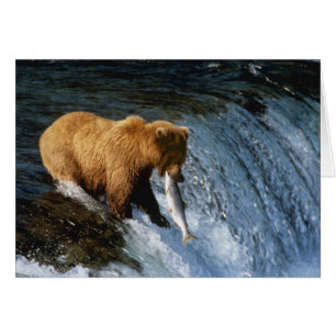 Ours Brun d'Alaska attrapant un saumon à Brooks