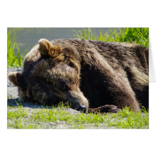 Ours brun d'Alaska endormi