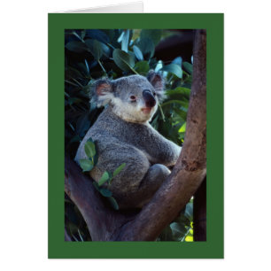Ours de koala