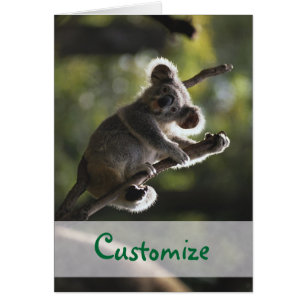 Ours de koala absolument adorable