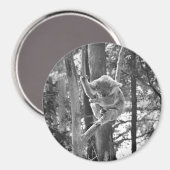 Ours de Koala couché ~ Aimant (Recto/Verso)