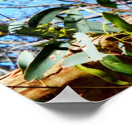 Ours De Koala Dans Ancien Pin Tree, Poster (Coin)