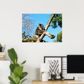 Ours De Koala Dans Ancien Pin Tree, Poster (Bureau à domicile)