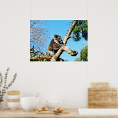 Ours De Koala Dans Ancien Pin Tree, Poster (Cuisine)