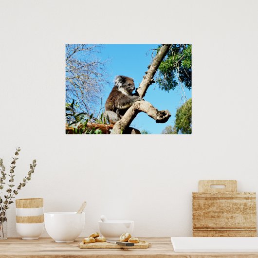 Ours De Koala Dans Ancien Pin Tree, Poster (Cuisine)