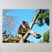 Ours De Koala Dans Ancien Pin Tree, Poster (Devant)