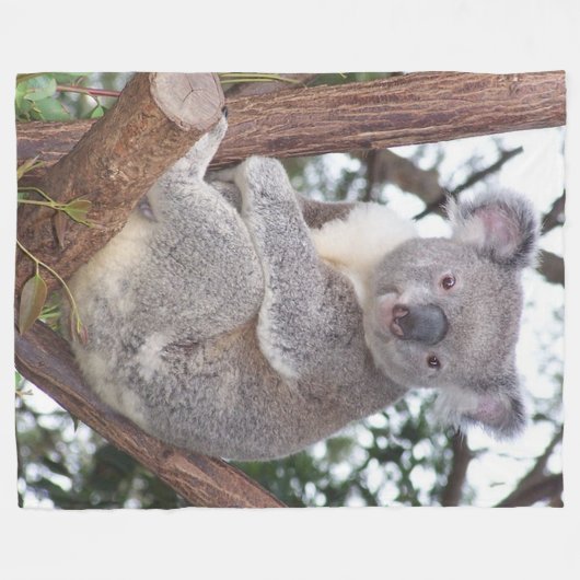 Ours de koala dans la couverture d'ouatine d'arbre (Devant (Horizontal))