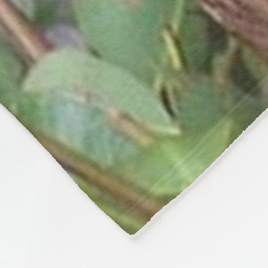 Ours de koala dans la couverture d'ouatine d'arbre (Coin)