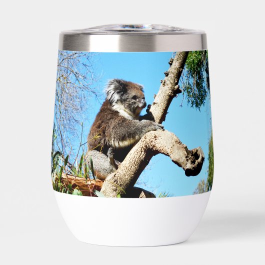 Ours De Koala Dans L'Ancien Pin, (Avant)