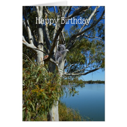 Ours De Koala Dormant Dans Un Arbre De Gomme, Anni (Devant)