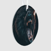 Ours en colère Dents Ours noir Croissance (devant)